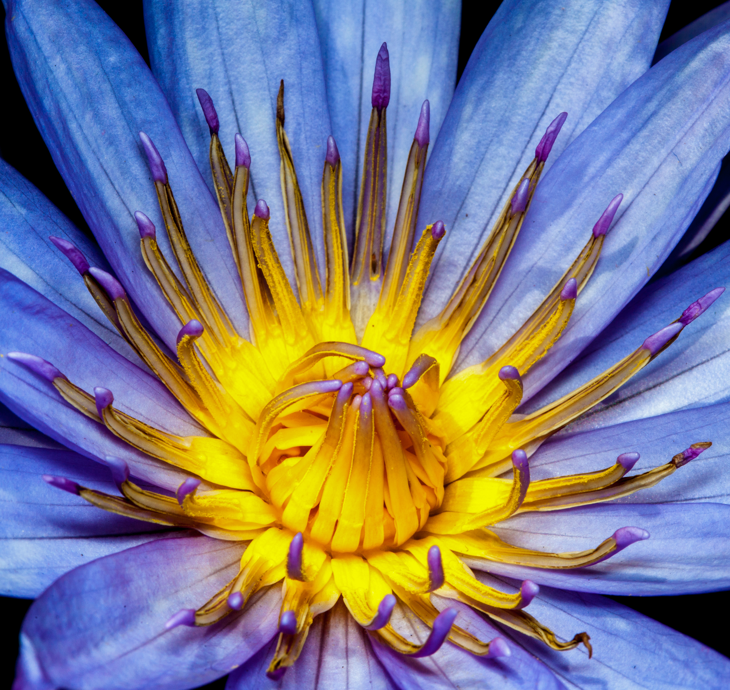 Water Lily