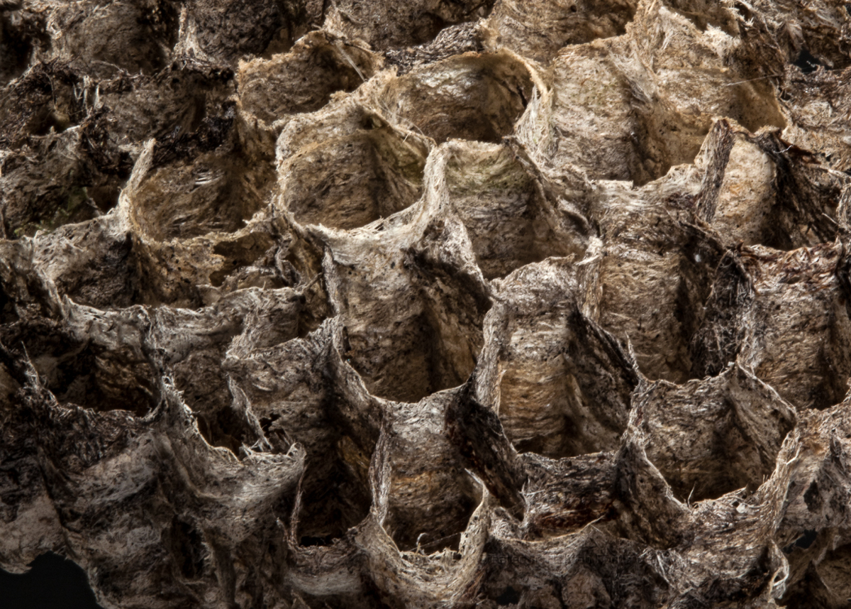 Wasp City