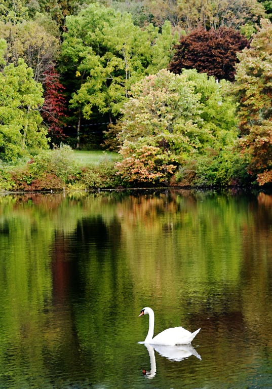A Touch of White