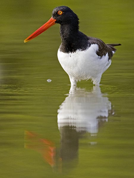 Oystercatcher