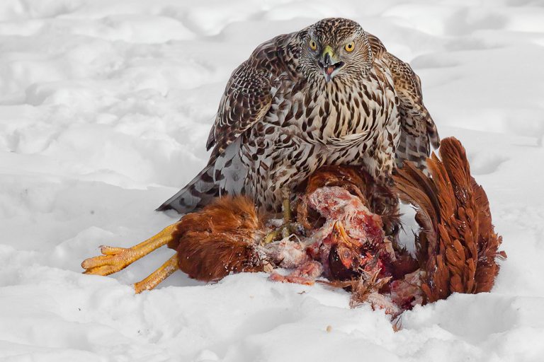 Goshawk with Kill