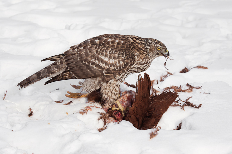 Goshawk Separating Meat from Feathers