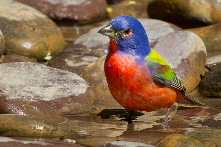 Painted Bunting (m)