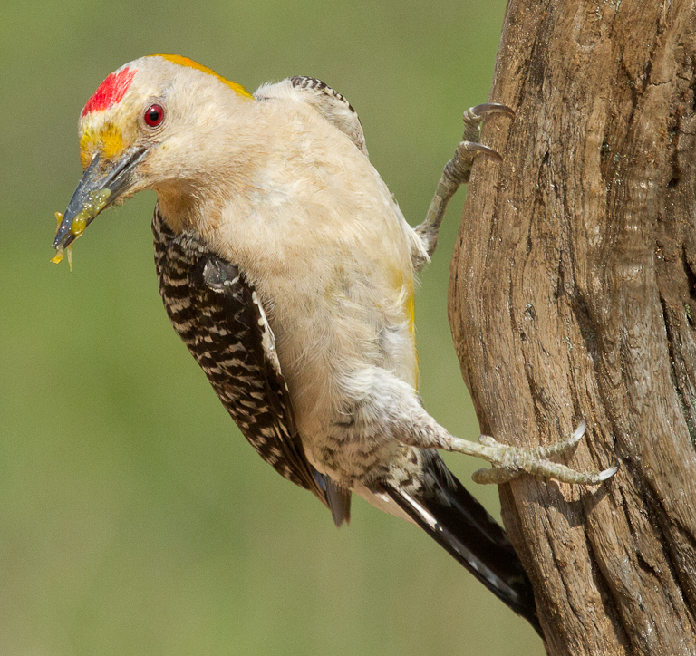 Golden-fronted Woodpecker