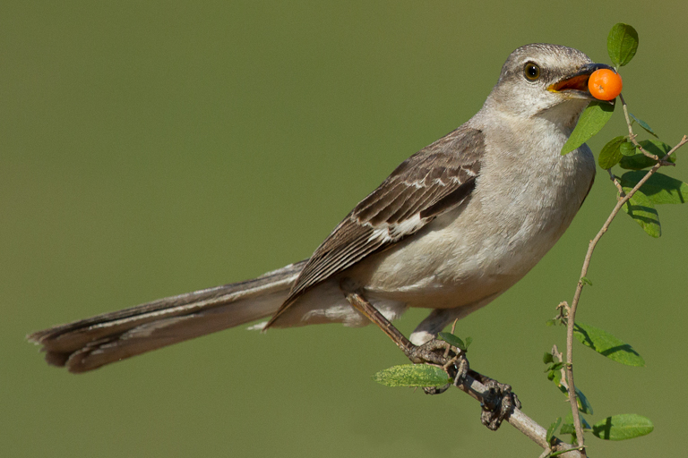 Northern Mockingbird Eating a Granjeno Berry