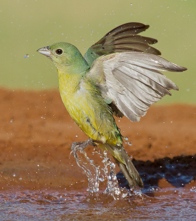 Painted Bunting (f)
