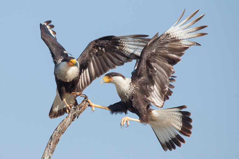 Territorial dispute