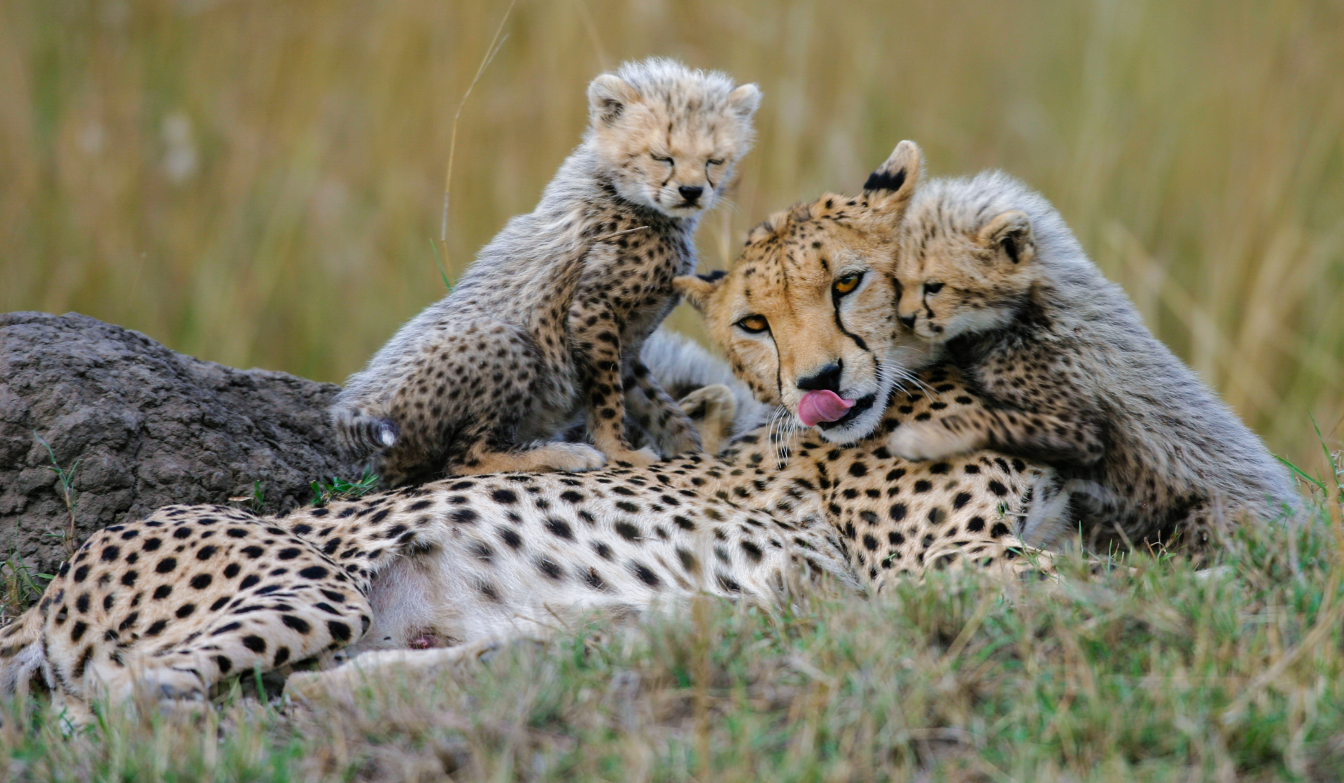 Contentment & Love