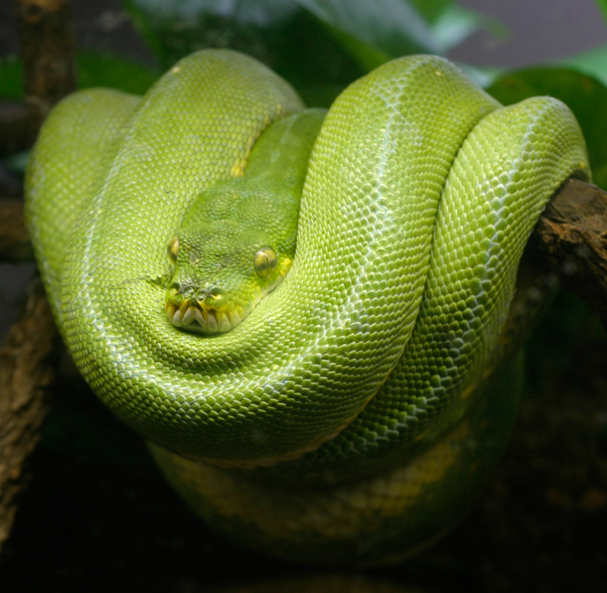 Green Tree Python