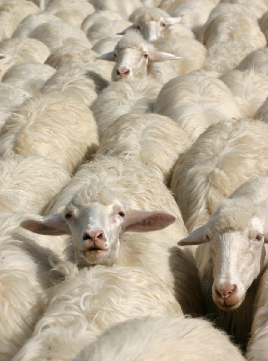 Sheep Patterns