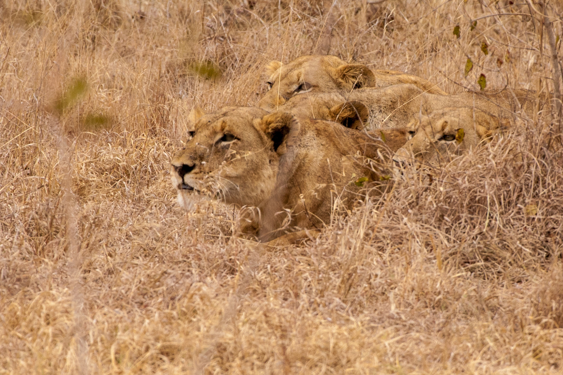 Stalking the Prey