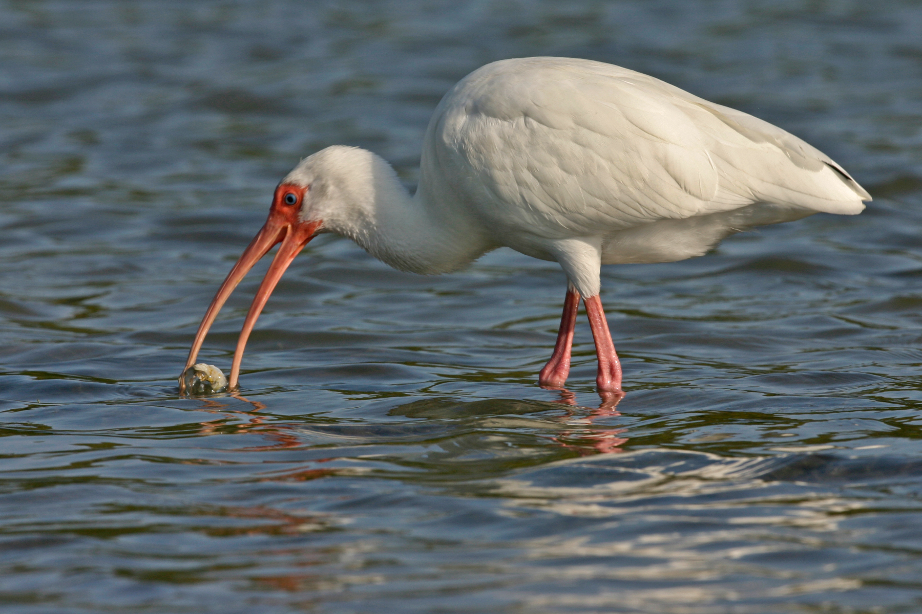 White Ibis