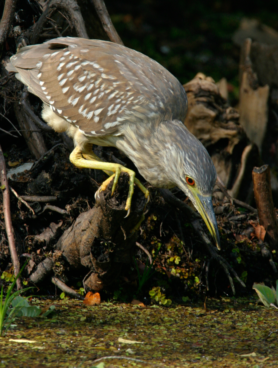 Immature Black-crowned Night Heron