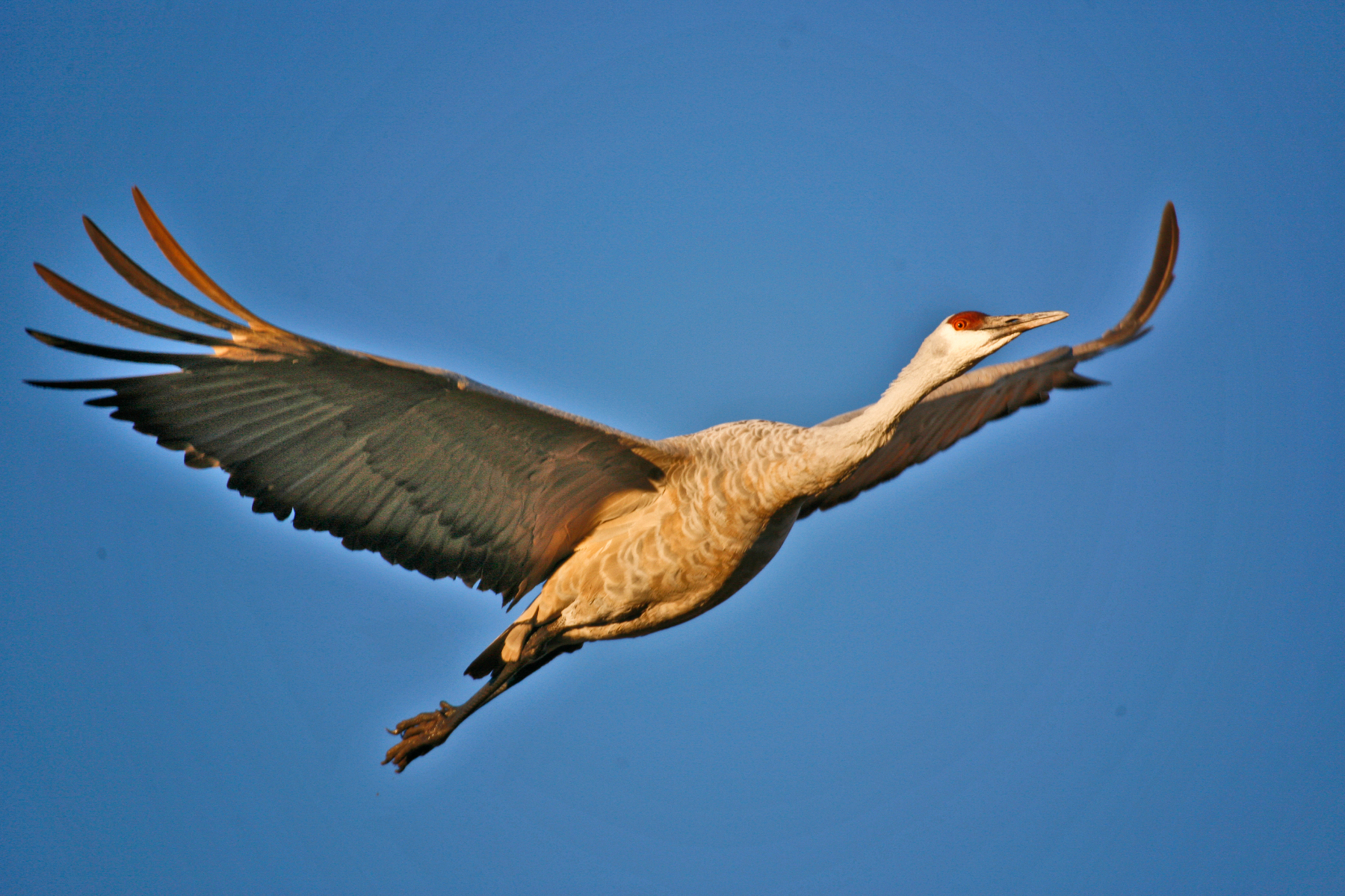 Sandhill Crane