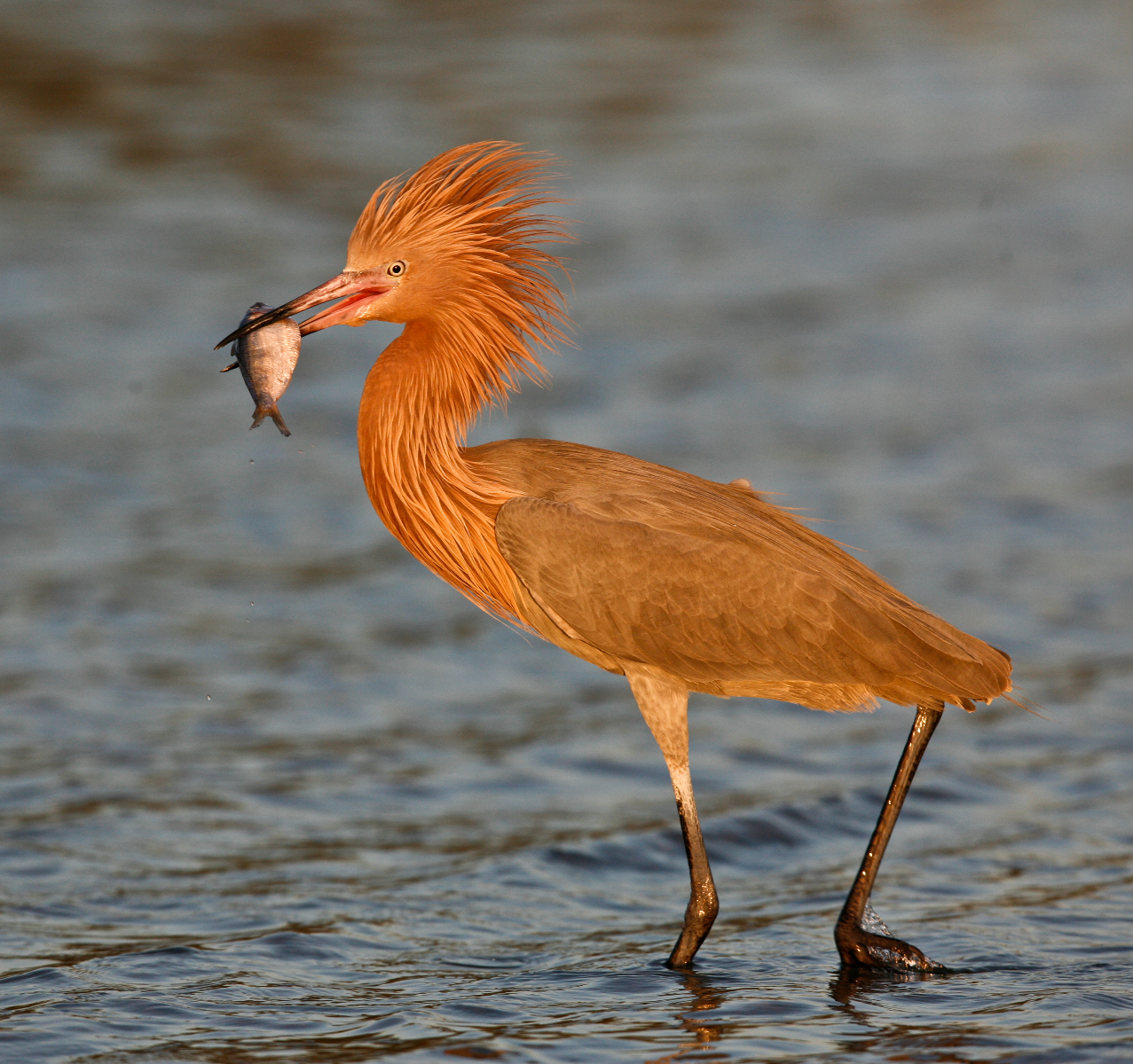 Reddish Egret