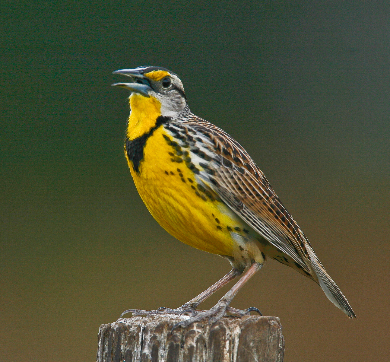 Eastern Meadowlark