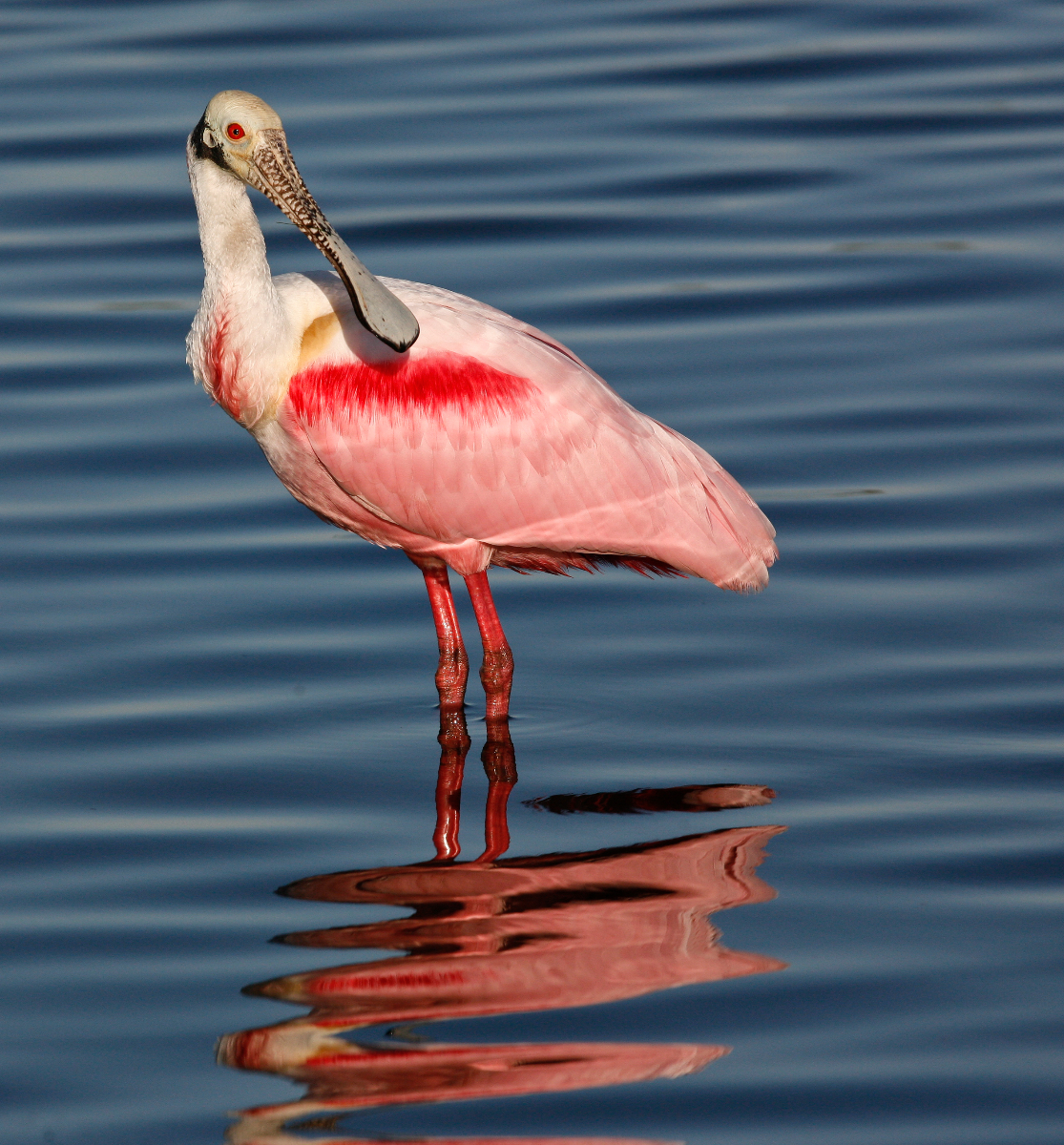 Roseate Spoonbill