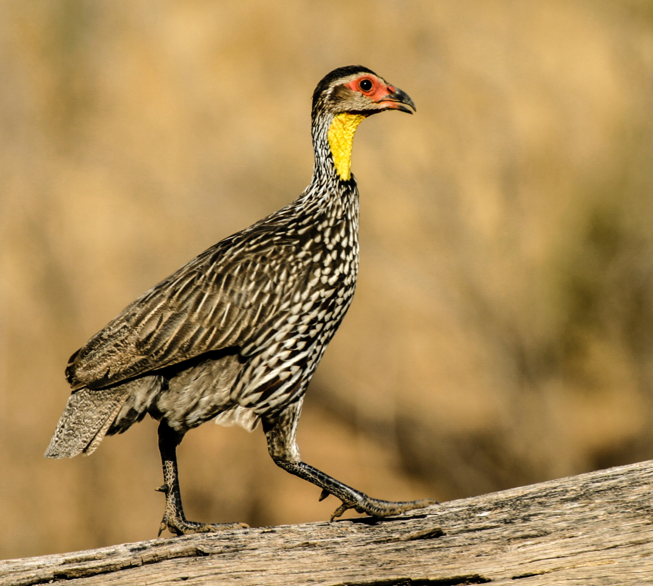 Yellow Throated Spurfowl