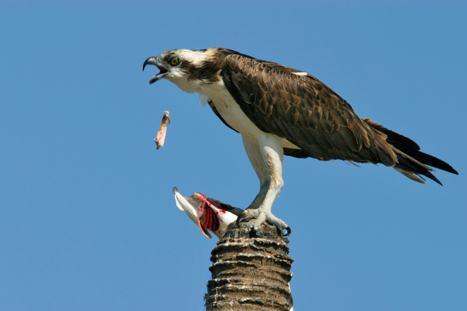 Osprey