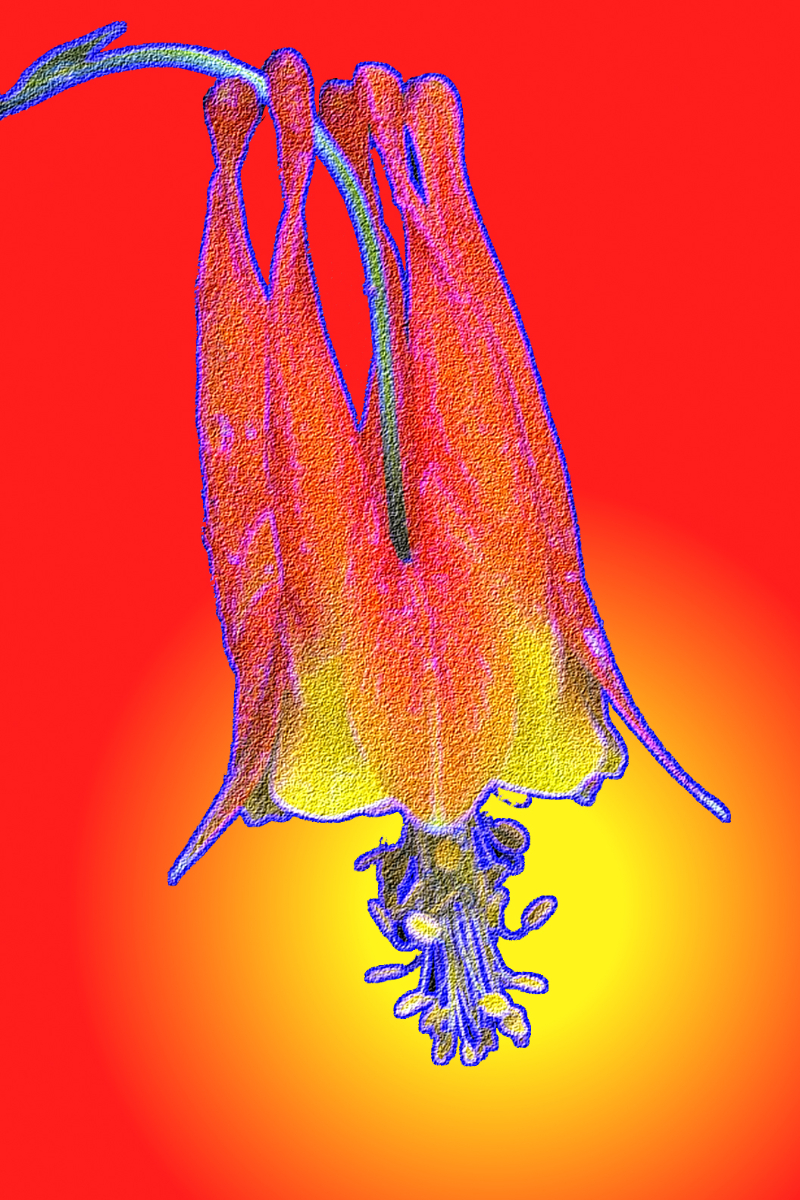 Manipulated Columbine