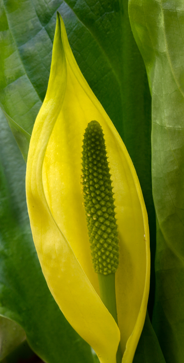 Skunk Cabbage