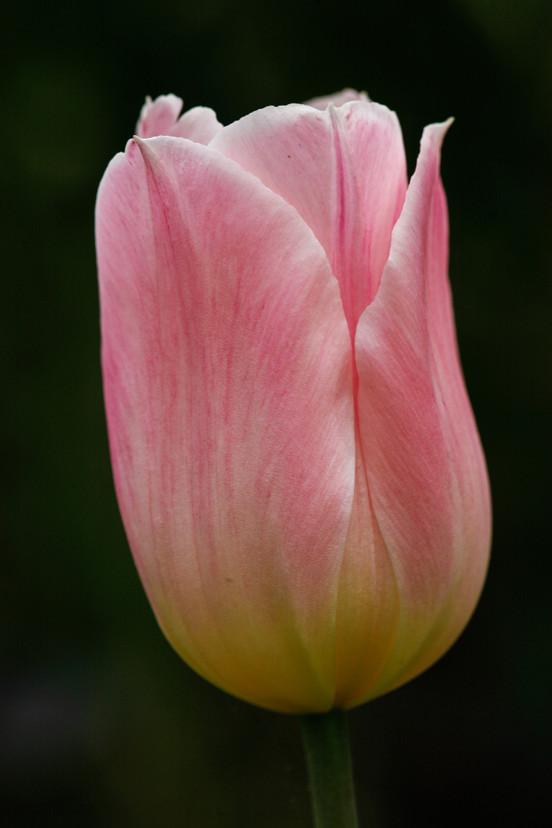 Tulip